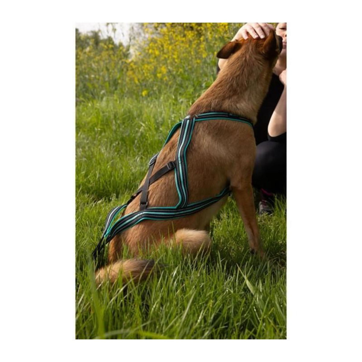 Harnais de traction pour chien - OLYMPIA - XL - Type X-back - Bleu