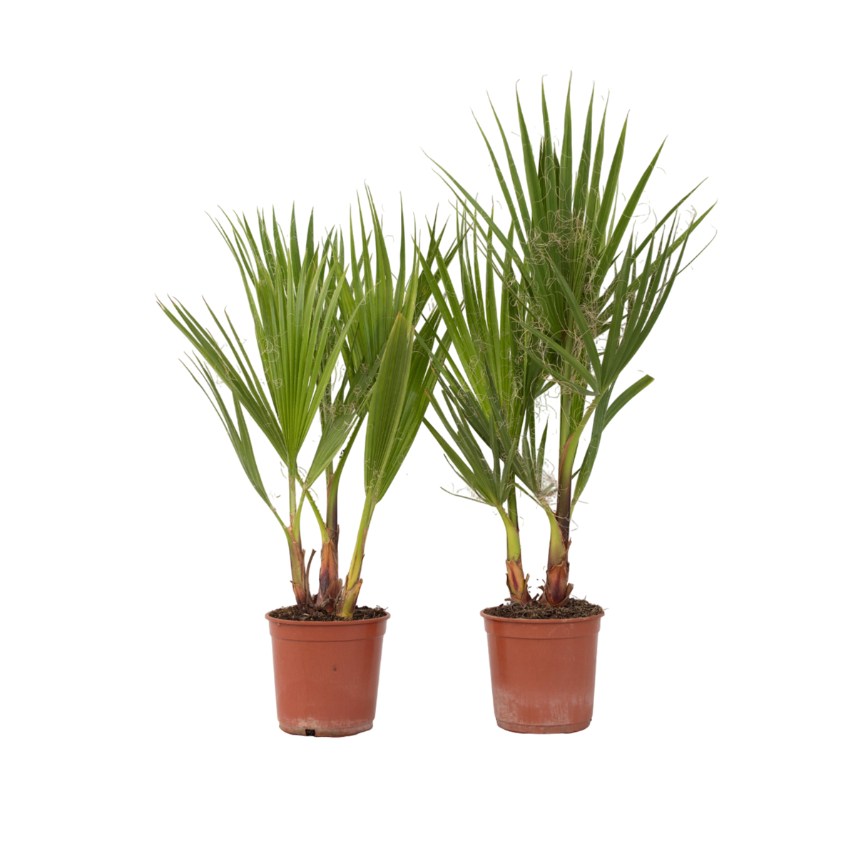 PLANT IN A BOX Palmier de Washington - Set de 2 - Washingtonia robusta - H50-60cm - ⌀15cm