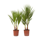 PLANT IN A BOX Palmier de Washington - Set de 2 - Washingtonia robusta - H50-60cm - ⌀15cm