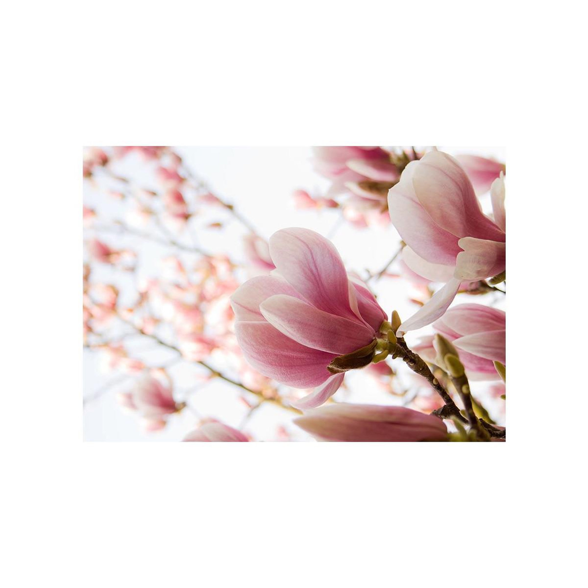 Voir la diapositive 2 : Paris Prix Papier Peint  Magnolia Rose