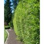 Voir la diapositive 1 : Lot de 3 Phyllostachys Aurea - Bambou doré