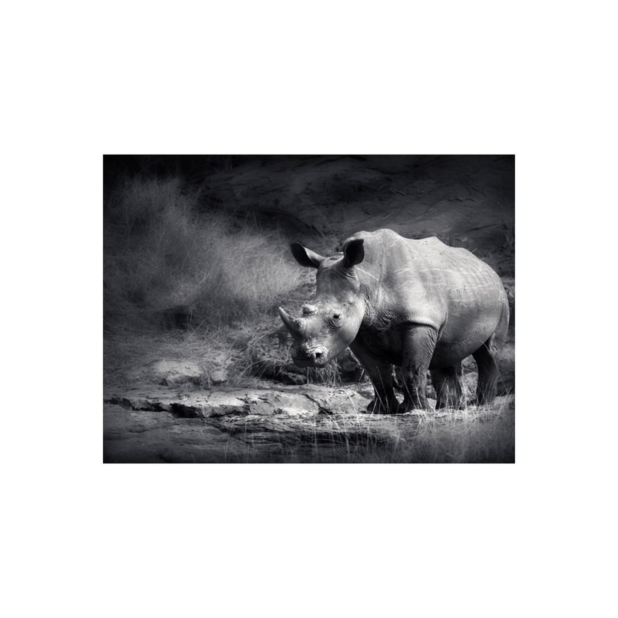 Voir la diapositive 2 : Paris Prix Papier Peint  Rhinocéros Perdu dans la Rêverie