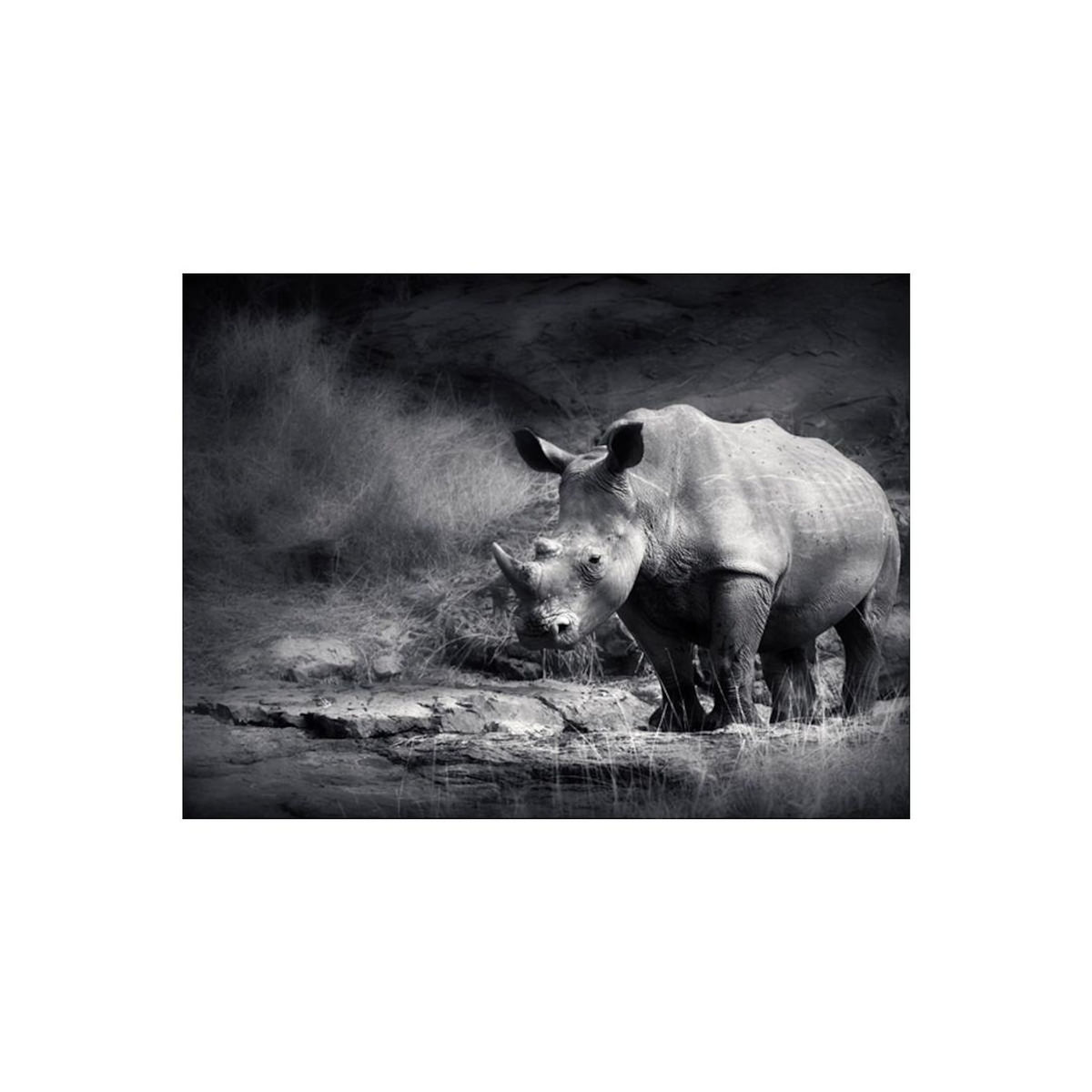 Paris Prix Papier Peint  Rhinocéros Perdu dans la Rêverie