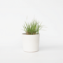 Voir la diapositive 5 : PLANT IN A BOX Panic érigé - Panicum virgatum 'Heavy Metal' - Hauteur 40-60cm - ⌀23cm