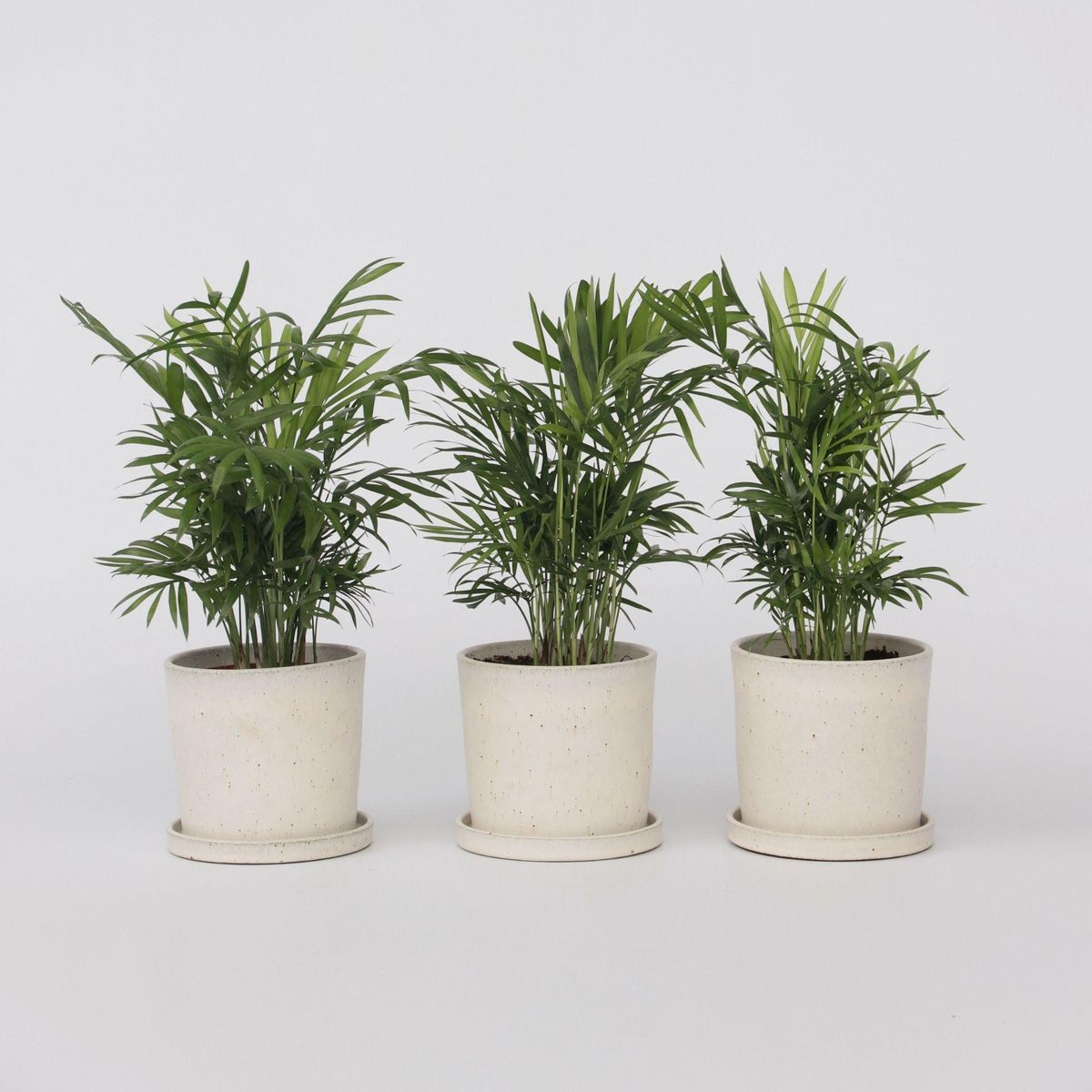 PLANT IN A BOX Palmier de salon - Set de 3 - Chamaedorea elegans - Hauteur 30-40cm - ⌀12cm