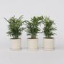 Voir la diapositive 5 : PLANT IN A BOX Palmier de salon - Set de 3 - Chamaedorea elegans - Hauteur 30-40cm - ⌀12cm