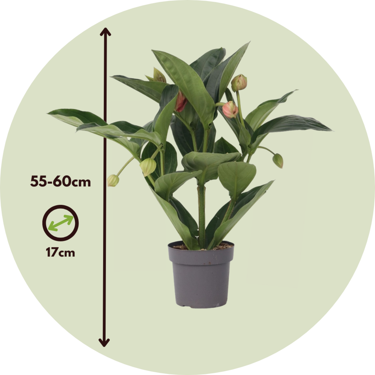 PLANT IN A BOX Medinille magnifique - Medinilla magnifica - Hauteur 55-60cm - ⌀17cm