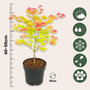 Voir la diapositive 2 : PLANT IN A BOX Érable du Japon - Acer palmatum 'Moonrise' - Hauteur 40-50cm - ⌀19cm