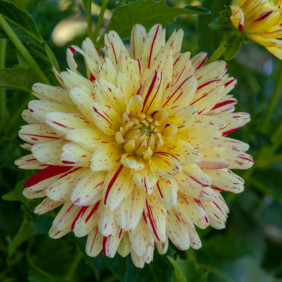PLANT IN A BOX Dahlias - Set de 3 - Dahlia 'Cambridge' - Bulbes à fleurs