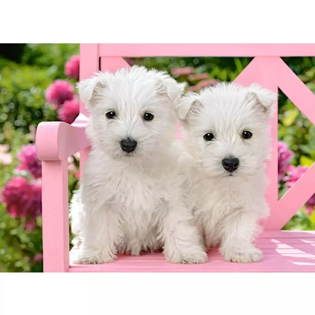 Castorland Puzzle 120 pièces : Chiots terrier blancs
