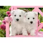 Castorland Puzzle 120 pièces : Chiots terrier blancs
