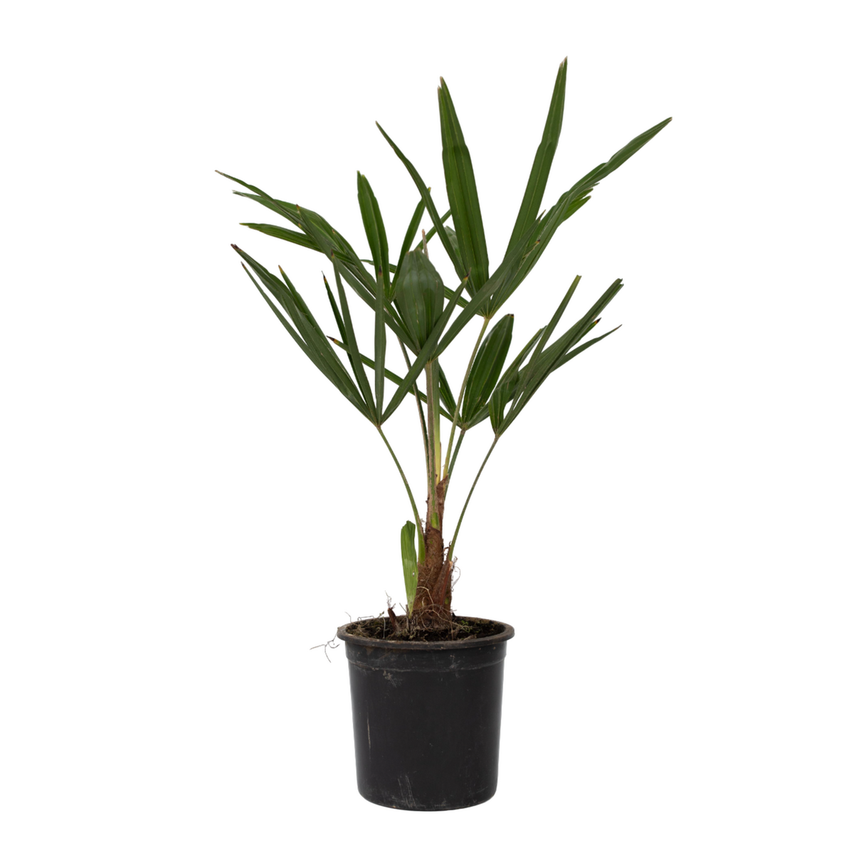 PLANT IN A BOX Palmier de Chine - Set de 4 - Trachycarpus Fortunei - Hauteur 35-45cm - ⌀15cm
