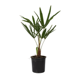 PLANT IN A BOX Palmier de Chine - Set de 4 - Trachycarpus Fortunei - Hauteur 35-45cm - ⌀15cm