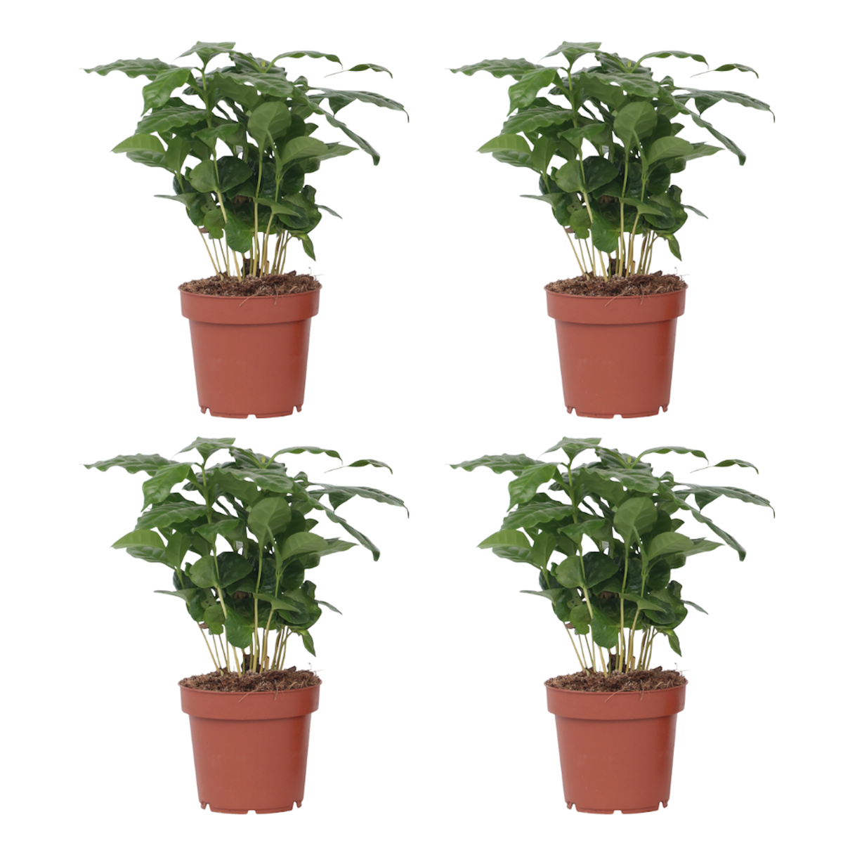 PLANT IN A BOX Caféier - Set de 4 - Coffea arabica - Hauteur 25-40cm - ⌀12cm