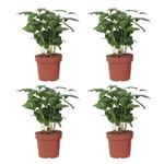 PLANT IN A BOX Caféier - Set de 4 - Coffea arabica - Hauteur 25-40cm - ⌀12cm