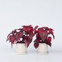 Voir la diapositive 5 : PLANT IN A BOX Feuille de sang - Set de 2 - Iresine herbstii - Hauteur 20-30cm - ⌀13cm