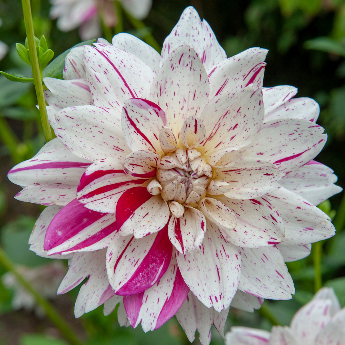PLANT IN A BOX Dahlias - Set de 4 - Dahlia 'Bouqet Sunset' - Bulbes à fleurs