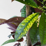 Voir la diapositive 3 : PLANT IN A BOX Croton - Codiaeum variegatum 'Mrs. Iceton' - Hauteur 140-150cm - ⌀31cm