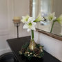 Voir la diapositive 4 : PLANT IN A BOX Amaryllis - Hippeastrum 'Couronne de Noël' - Or