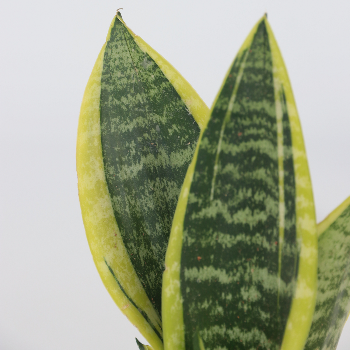 PLANT IN A BOX Langue de belle-mère - Set de 4 - Sansevieria 'Superba' - H35-40cm - ⌀12cm