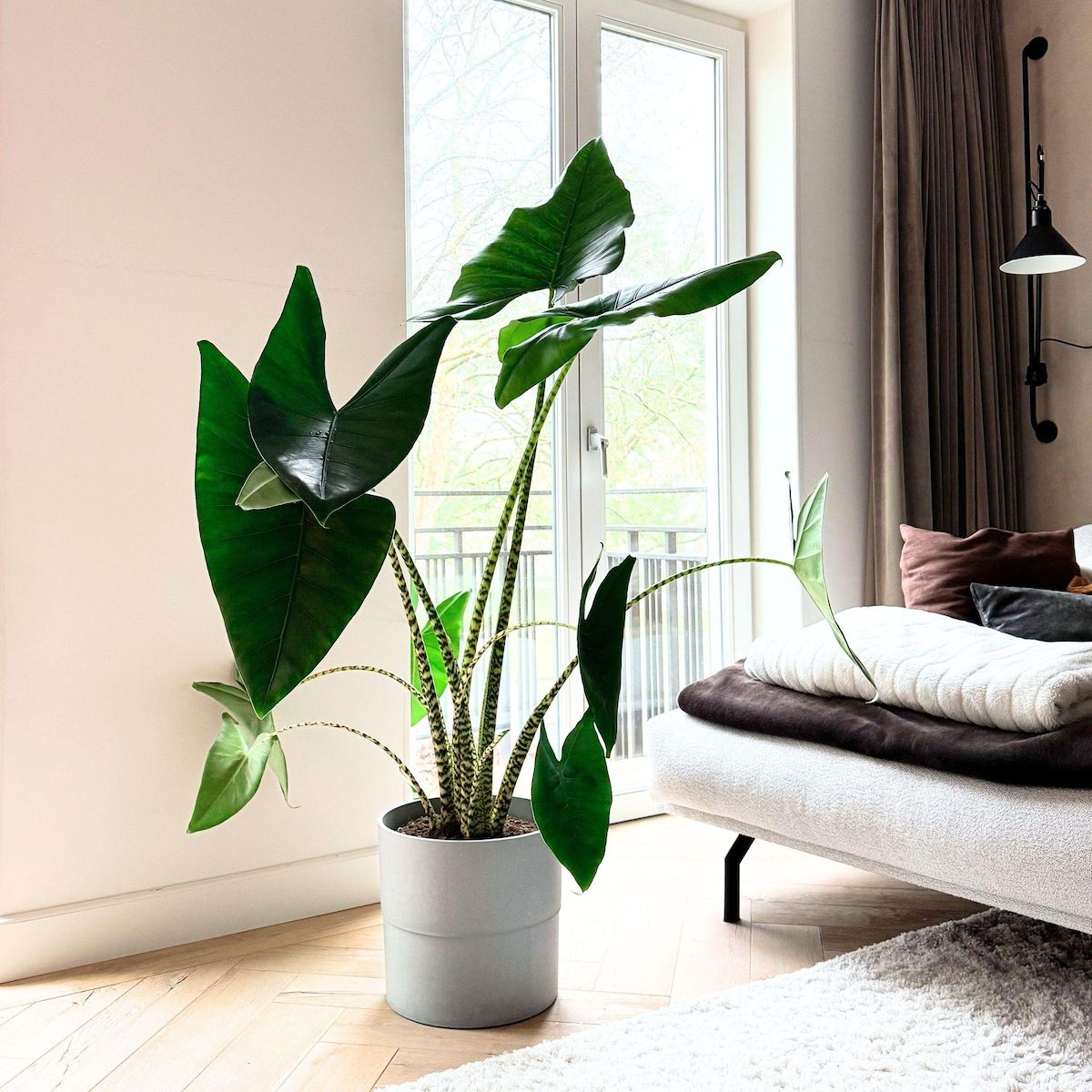 PLANT IN A BOX Plante éléphant - Alocasia 'Zebrina' - Hauteur 140-150cm - ⌀32cm