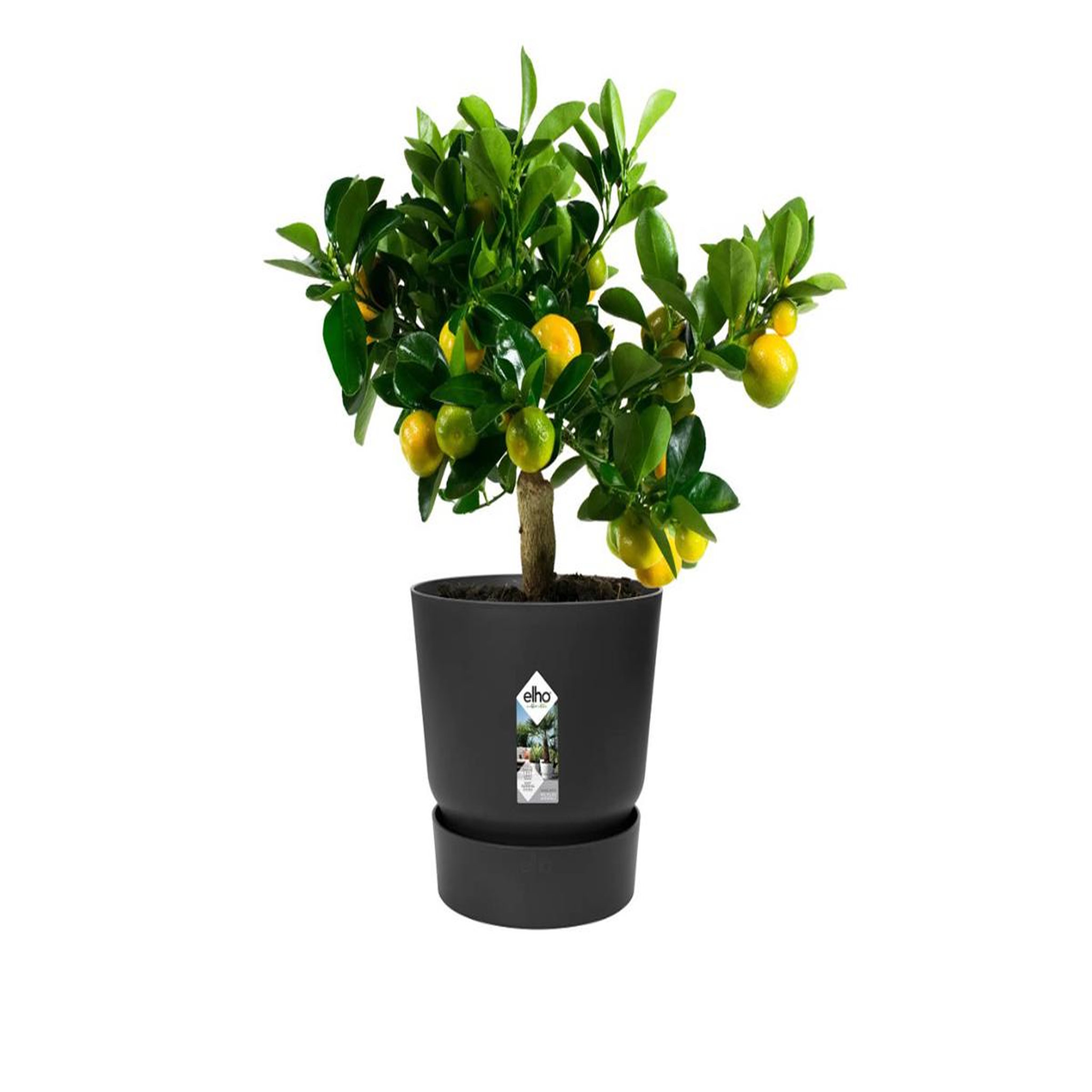Voir la diapositive 2 : ELHO Pot de fleurs rond en plastique Ø 30 cm Elho Greenville Round noir pour jardin et balcon