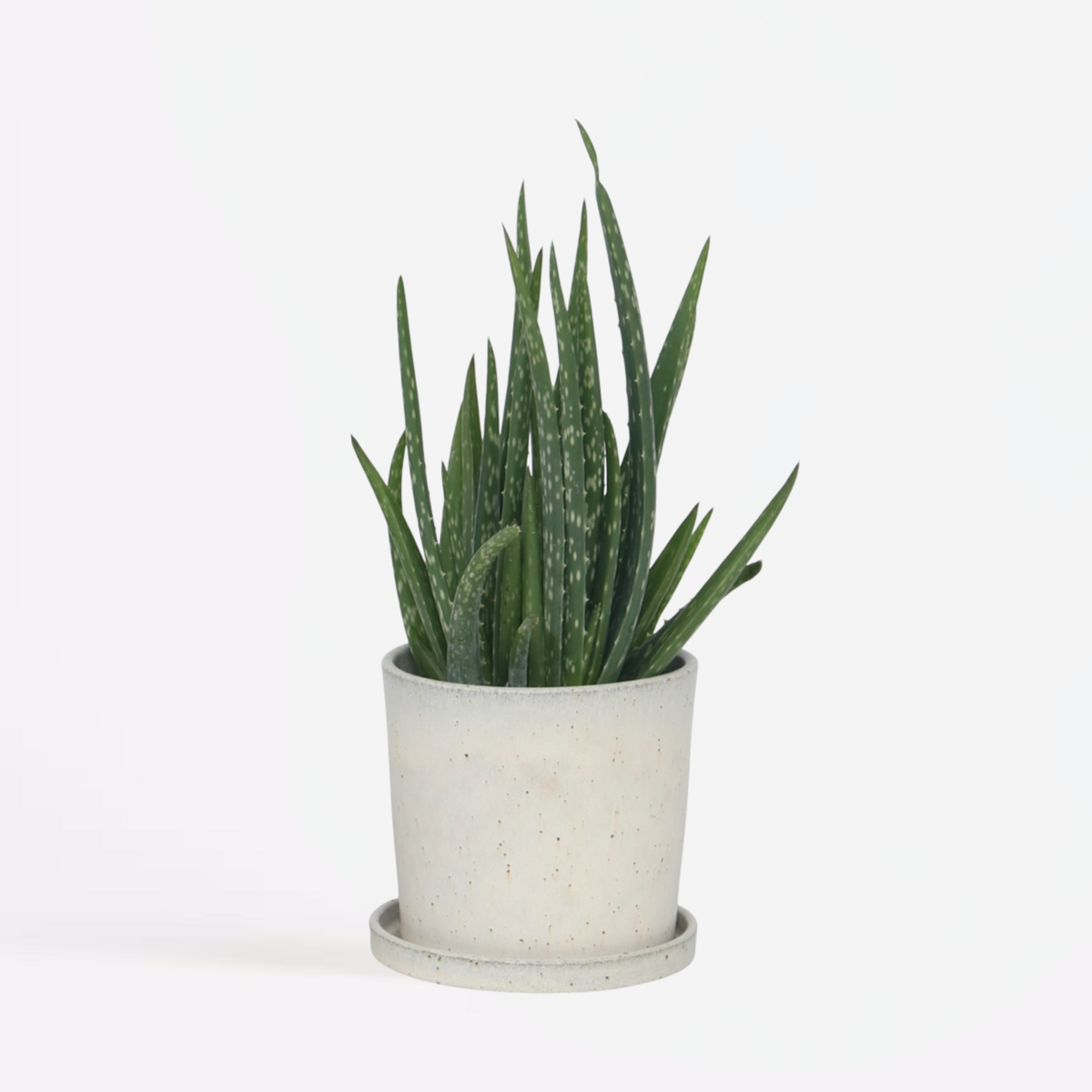 PLANT IN A BOX Aloe vera - Aloe barbadensis - Hauteur 25-40cm - ⌀10,5cm