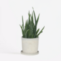 Voir la diapositive 6 : PLANT IN A BOX Aloe vera - Aloe barbadensis - Hauteur 25-40cm - ⌀10,5cm