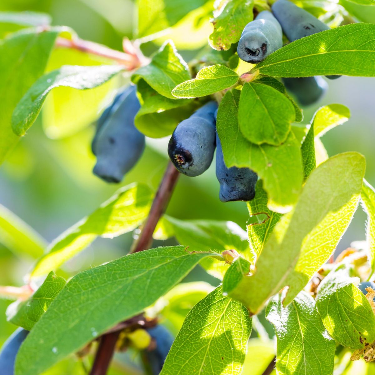 PLANT IN A BOX Chèvrefeuille - Set de 3 - Lonicera kamtchatica - Hauteur 25-40cm - ⌀9cm