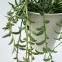 Voir la diapositive 3 : PLANT IN A BOX Collier de perles - Set de 2 - Senecio radicans - Hauteur 10-20cm - ⌀12cm