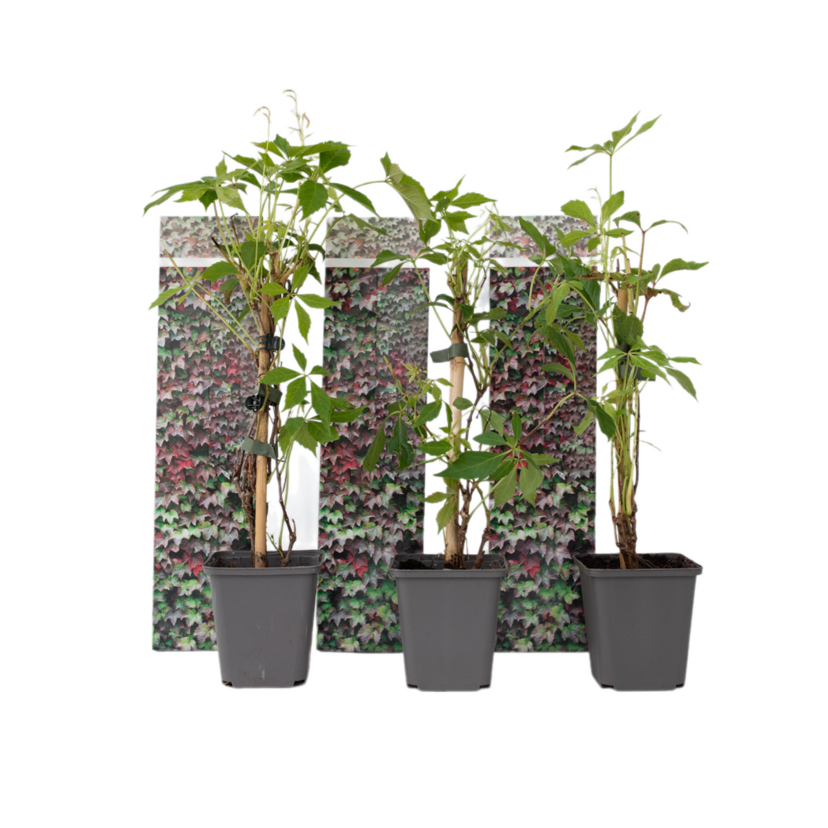 PLANT IN A BOX Vigne vierge - Set de 3 - Parthenocissus quinquefolia - Hauteur 25-40cm - ⌀9cm
