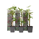 PLANT IN A BOX Vigne vierge - Set de 3 - Parthenocissus quinquefolia - Hauteur 25-40cm - ⌀9cm