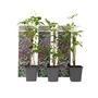 Voir la diapositive 1 : PLANT IN A BOX Vigne vierge - Set de 3 - Parthenocissus quinquefolia - Hauteur 25-40cm - ⌀9cm