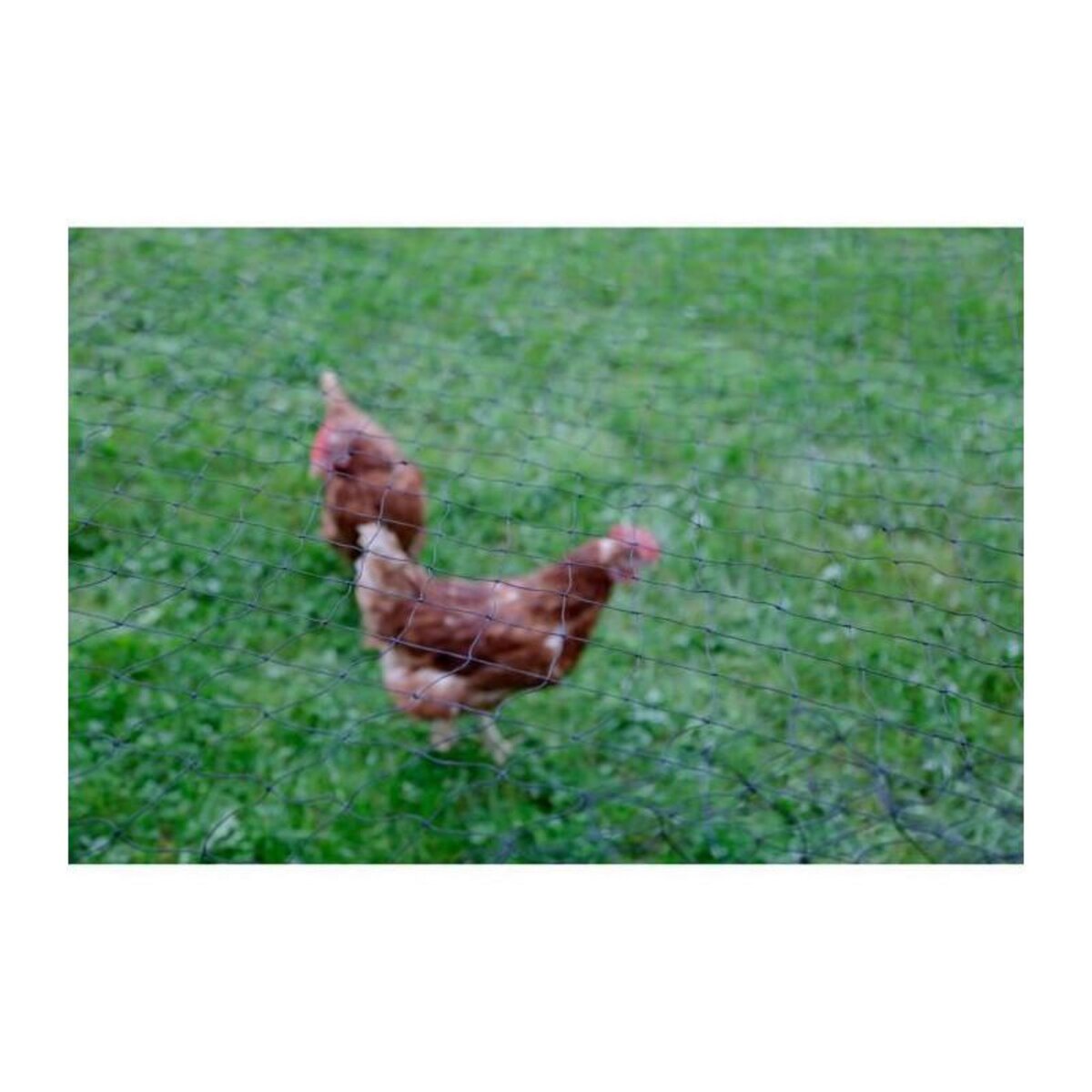 KERBL Filet de protection KERBL - Maille 60 mm - 10 x 5 m - Noir - Pour volaille