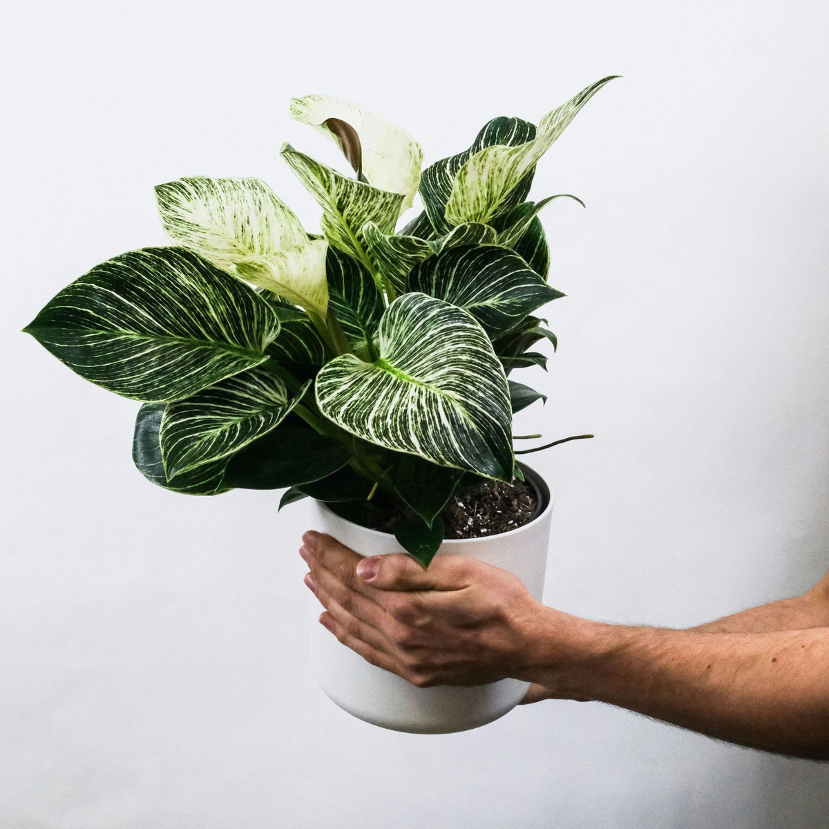 PLANT IN A BOX Plante à feuilles panachées - Set de 4 - Aphelandra botanica - H25-45cm - ⌀13cm