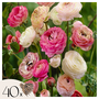 Voir la diapositive 1 : PLANT IN A BOX Renoncule - Set de 40 - Ranunculus - Bulbes à fleurs