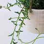 Voir la diapositive 3 : PLANT IN A BOX Plante tortue - Set de 2 - Senecio peregrinus - Hauteur 10-20cm - ⌀12cm