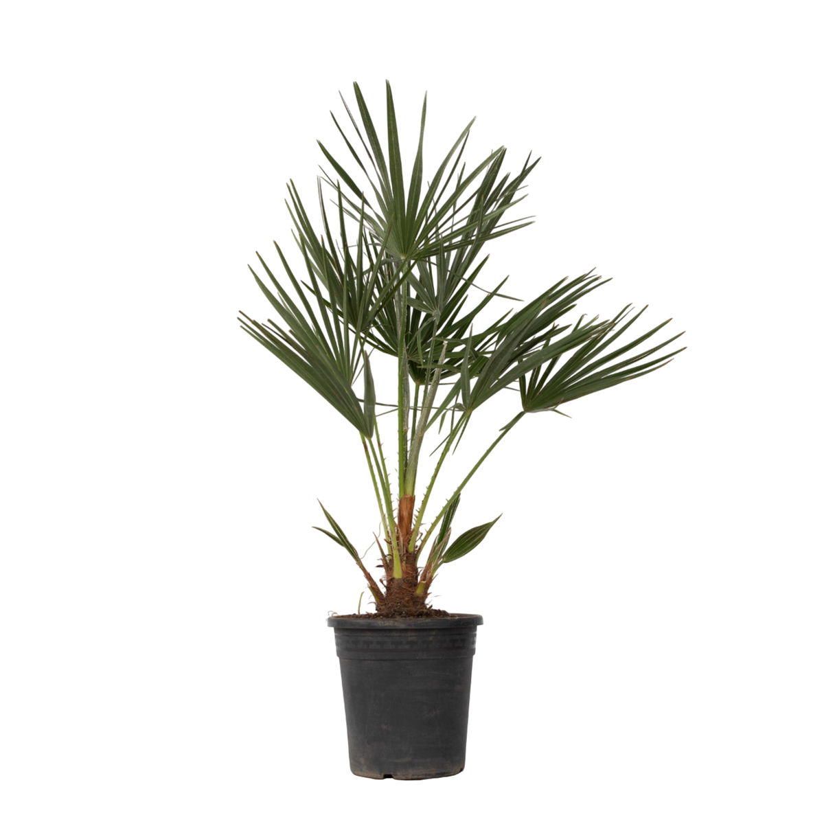 PLANT IN A BOX Palmier nain - Chamaerops humilis - Hauteur 70-80cm - ⌀21cm