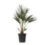 Voir la diapositive 1 : PLANT IN A BOX Palmier nain - Chamaerops humilis - Hauteur 70-80cm - ⌀21cm