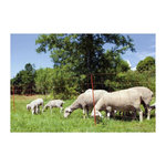 KERBL Kerbl Filet pour moutons OviNet 90 cm 27251