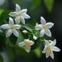 Voir la diapositive 3 : PLANT IN A BOX Jasmin étoilé - Set de 3 - Jasminum 'Officinale' - Hauteur 25-40cm - ⌀9cm