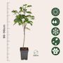 Voir la diapositive 2 : PLANT IN A BOX Cerisier - Prunus avium 'Stella' - Cerise douce - Hauteur 90-110cm - ⌀23cm