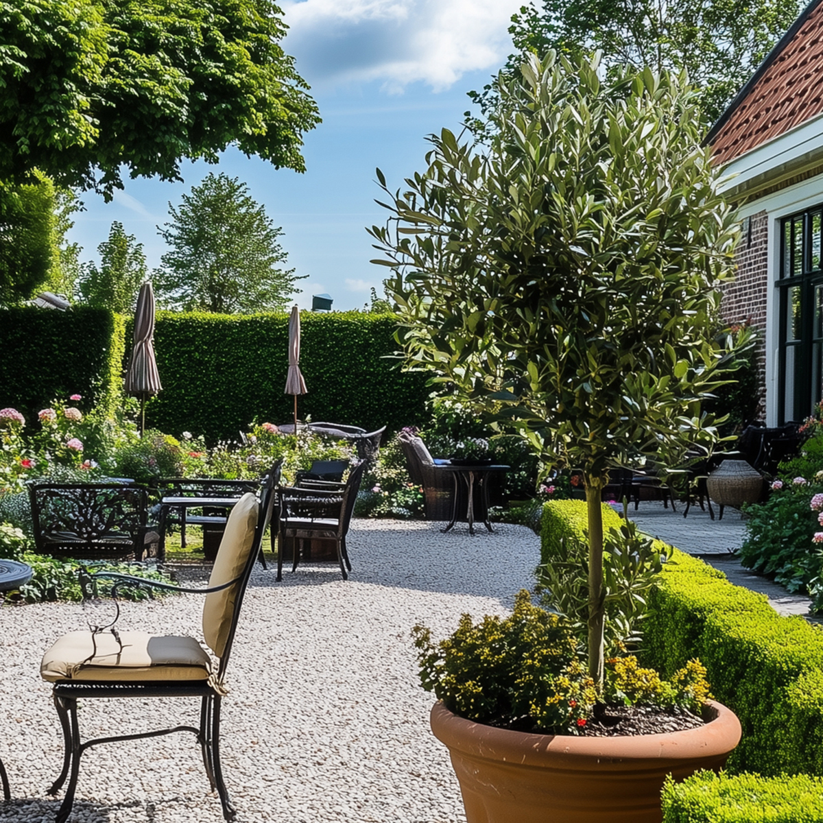 PLANT IN A BOX Olivier - Olea europaea - Hauteur 155-170cm - ⌀27cm