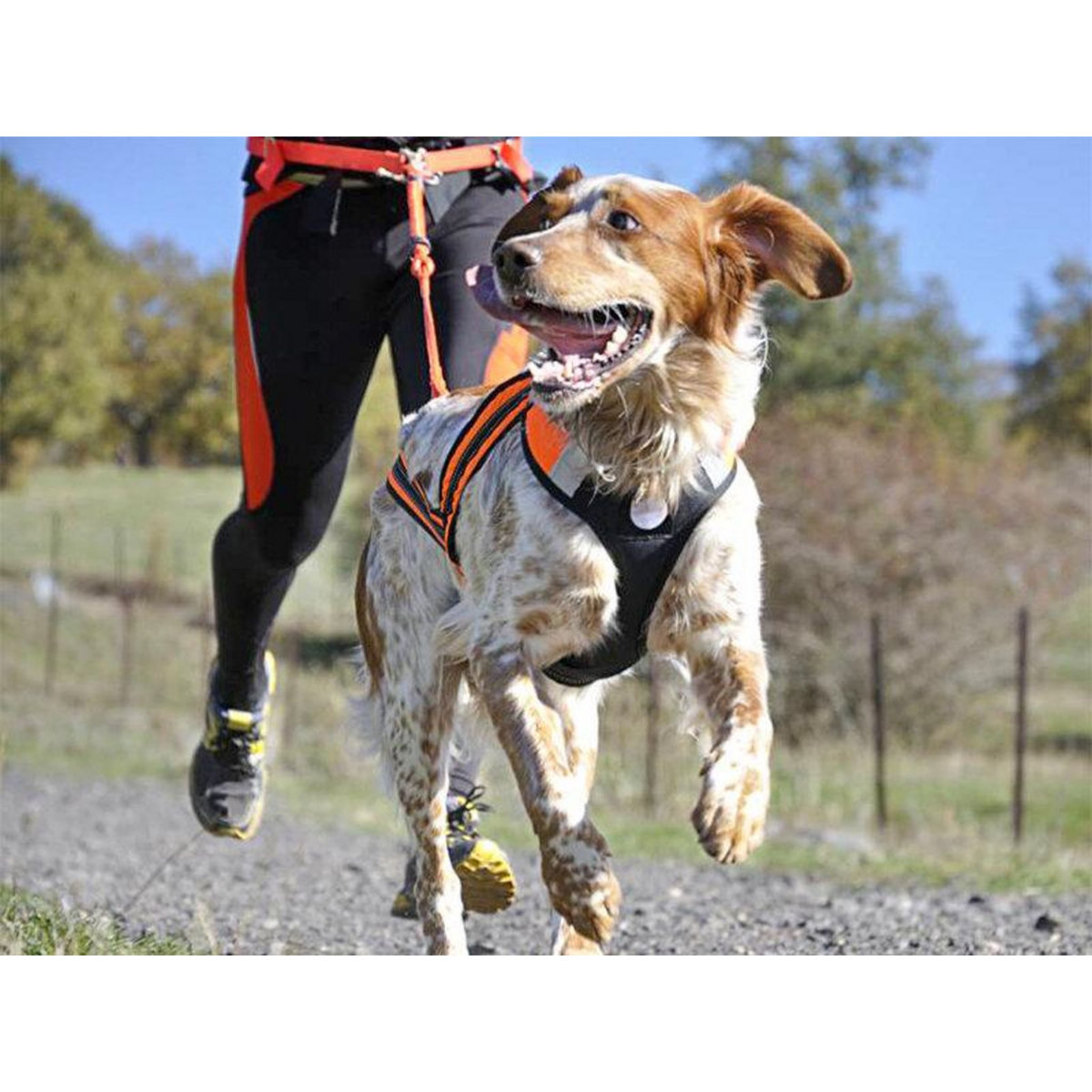 Smartbox 2h de Cani-Balade en famille près de Valence - Coffret Cadeau Sport & Aventure