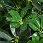 OUTSUNNY Arbre artificiel plante artificiel Alstonia scholaris hauteur 1,2 m tronc branches lichen 693 feuilles grand réalisme pot inclus