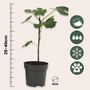 Voir la diapositive 2 : PLANT IN A BOX Figuier de Barbarie - Set de 2 - Ficus carica 'Brown Turkey' - H25-40cm - ⌀9cm