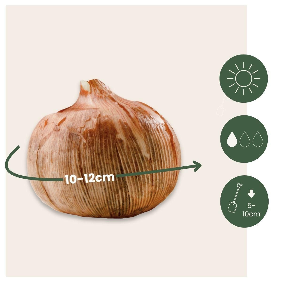 PLANT IN A BOX Fleur printanière - Set de 30 - Crocus 'White' - Bulbes à fleurs - Blanc