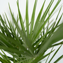Voir la diapositive 3 : PLANT IN A BOX Palmier nain - Chamaerops humilis - Hauteur 50-60cm - ⌀15cm