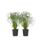 Voir la diapositive 1 : PLANT IN A BOX Papyrus - Set de 4 - Cyperus alternifolius - Hauteur 40-50cm - ⌀14cm
