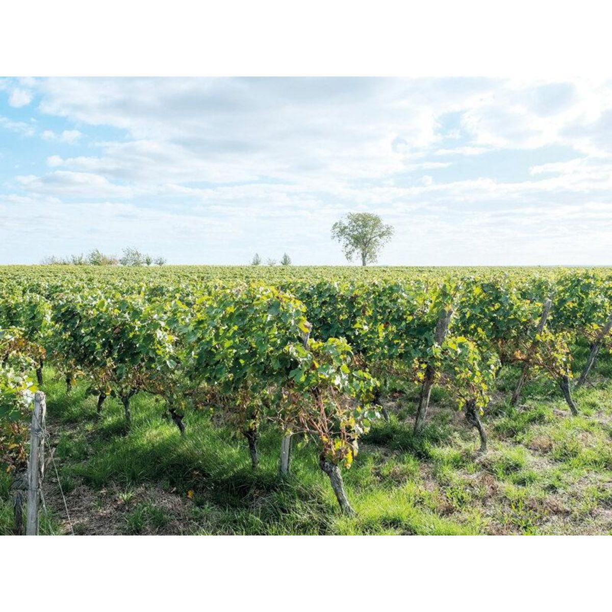 Smartbox Passion œnologie - Coffret Cadeau Gastronomie